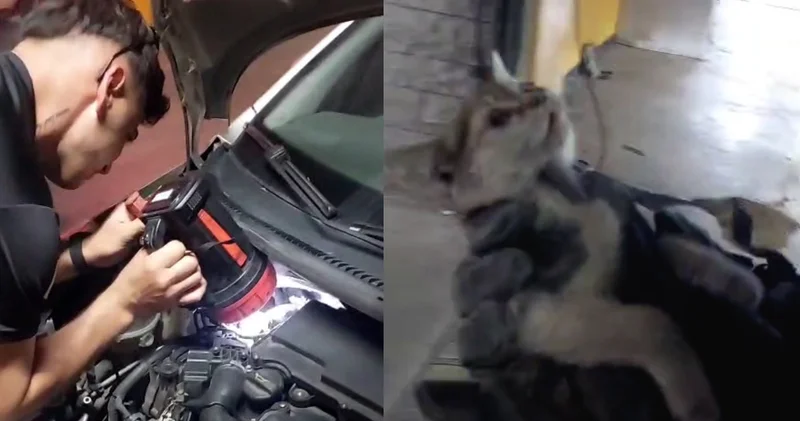 Yavru kedi itfaiyenin motor becerilerini test etti