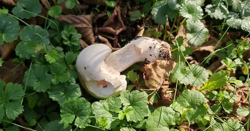 Çocuklar Mantar Zehirlenmesiyle Yoğun Bakımda