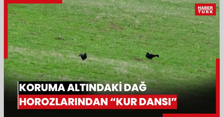 Ardahanda koruma altındaki dağ horozları, kur dansı yaparken görüntülendi