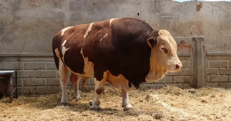 Şampiyon boğa Poyraz satıldı! İşte fiyatı