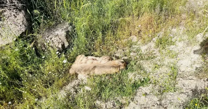 Otomobilin çarptığı çizgili sırtlan telef oldu