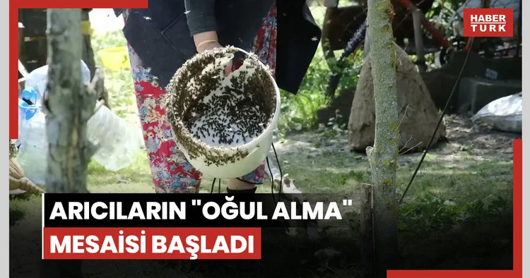 Arıcıların oğul alma mesaisi başladı
