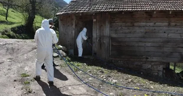 Sakarya haberleri Ana vatanı Çin, Japonya, Tayvan! Çiftçinin belası Sakarya da da görüldü 19 Mayıs 2025