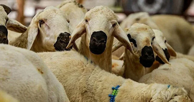 BAYRAMIN KAÇINCI GÜNÜ KURBAN KESİLİR: Kurban Bayramı nın 2., 3. ve 4. günü kurban kesilir mi? Kurban kesim günleri ne zaman? Son Dakika Haberleri