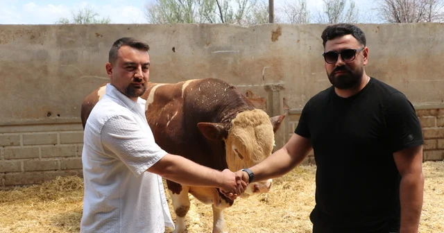 Şampiyon boğa Poyraz , 540 bin TL ye alıcısını buldu Kayseri Haberleri