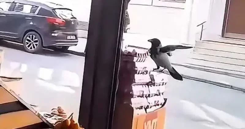 Sultangazi de karganın marketten yumurta aldığı anlar kamerada