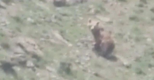 Hakkari de anne ayı ve yavruları görüntülendi VİDEO İZLE