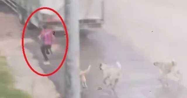 Bursa da sahipsiz köpek sürüsü çocuğu böyle kovaladı VİDEO İZLE