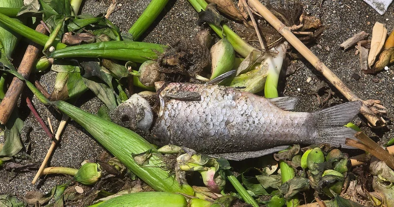 Asi Nehri’nde ölen balıklar, sürüklendikleri Akdeniz de sahile vurdu