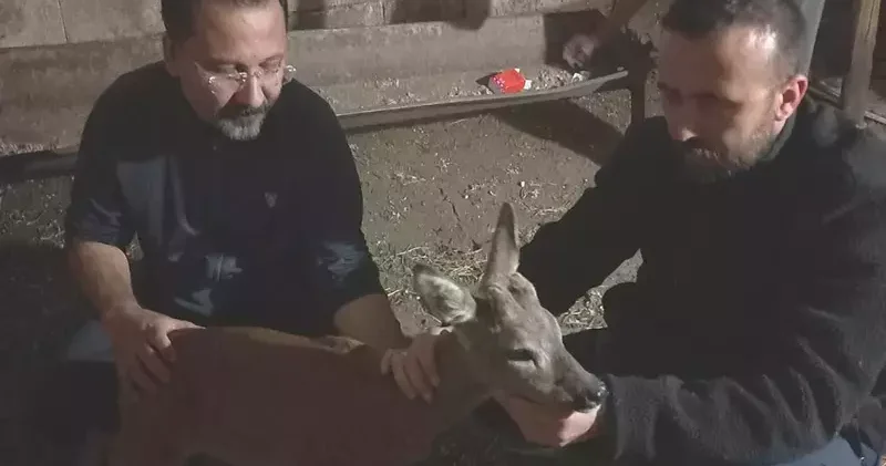 Gaziantep’te köpeklerin saldırığı karaca tedaviye alındı