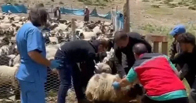 Yüksekova’da şap alarmı: Köy köy aşı seferberliği VİDEO İZLE