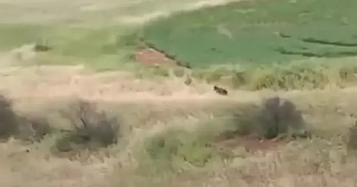 Adıyaman’da çiftçiler ayıyla karşılaştı