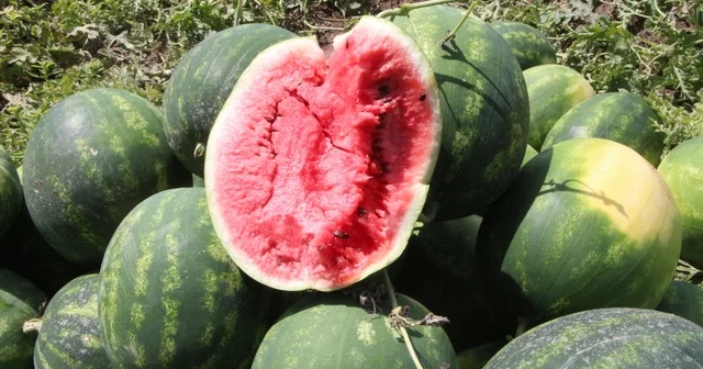 Adana da sezonun ilk karpuz hasadı başladı; tarlada kilosu 7 TL Adana Haberleri