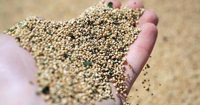 Bulgur ve Pirinçten Daha mı Faydalı? Mutlaka Tüketmeniz Gereken Besin