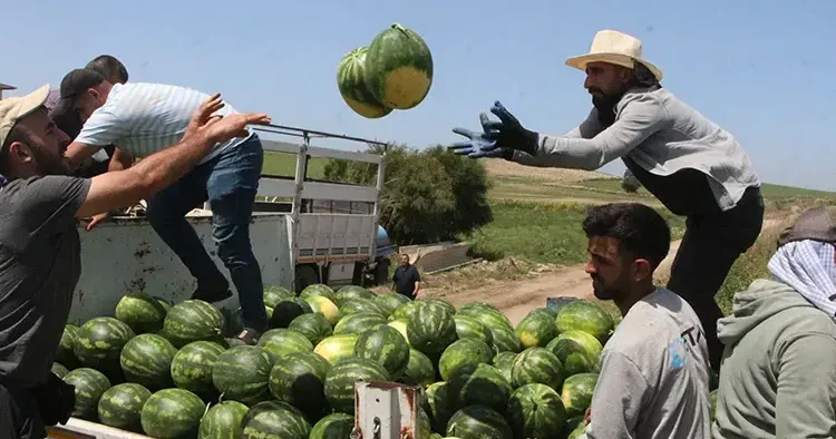 Kapuzda ilk hasat yapıldı... İşte tarladaki kilogram fiyatı