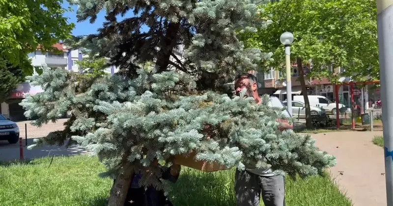 Arıcı Süleyman, Oğul Attı Arılara Çıplak Elle Müdahale Etti