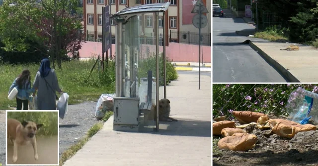 Kursa gitmek için evden çıkan genç kıza köpek sürüsü saldırdı: Sürücülerin kornası sayesinde kurtuldu İstanbul Haberleri