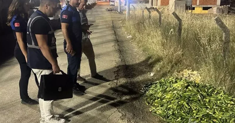 Salatalık İmhasına Cezai İşlem