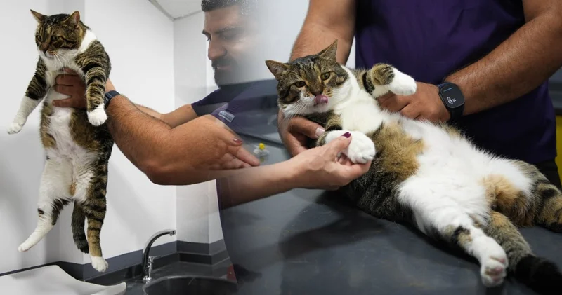 O artık sadece bir kedi değil, yürüyen bir tıp mucizesi! Tombik Mars tarihe geçti