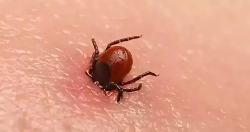 Yaz aylarında hayvanlar için ‘kene’ tehlikesi
