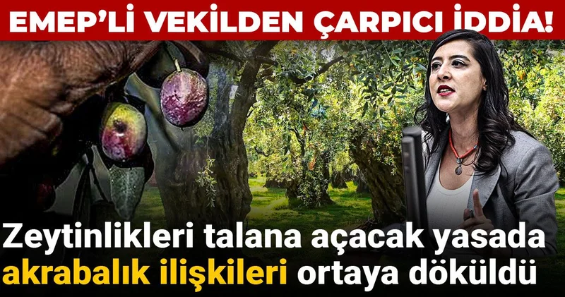 EMEP’li vekilden çarpıcı iddia! Zeytinlikleri talana açacak yasada akrabalık ilişkileri ortaya döküldü
