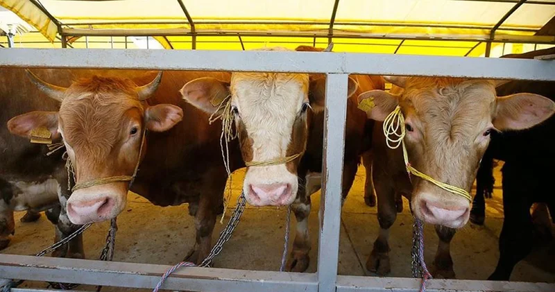 Çorum da şap hastalığı paniği! Hayvan pazarları kapatıldı, aşılama çalışması başlatıldı