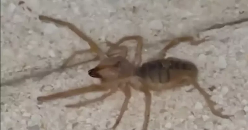 Zehri bir insanı öldürebilir: Elazığ da görüldü!