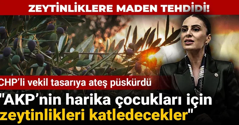 Zeytinliklere maden tehdidi! CHP’li vekil tasarıya ateş püskürdü: AKP’nin harika çocukları için zeytinlikleri katledecekler