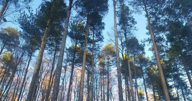 O ilde ormana girmek artık yasak!