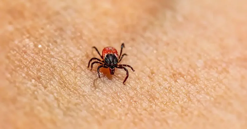 Kenelerden koruyan etkili kalkan! O formüllerle keneleri kendinizden uzaklaştırın