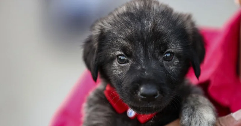 Yavru köpeği severken, tırmalama sonucu hayatını kaybetti