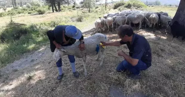 Bolu haberleri Bolu da başıboş köpekler, koyun sürüsüne saldırdı! 19 Haziran 2025