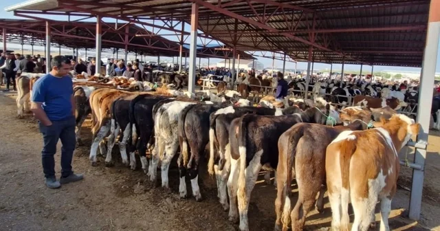 Kırşehir de canlı hayvan pazarı, şap gerekçesiyle geçici olarak kapatıldı Kırşehir Haberleri