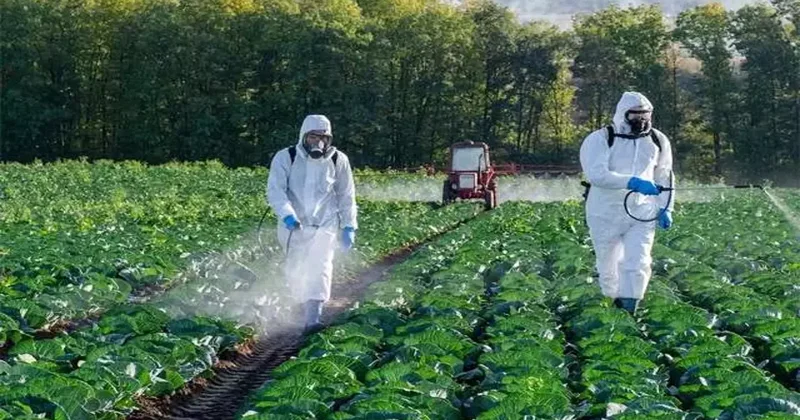 Marulunuzu pestisitlerden anında arındırın: 10 dakikada tertemiz yapan 4 doğal yöntem!