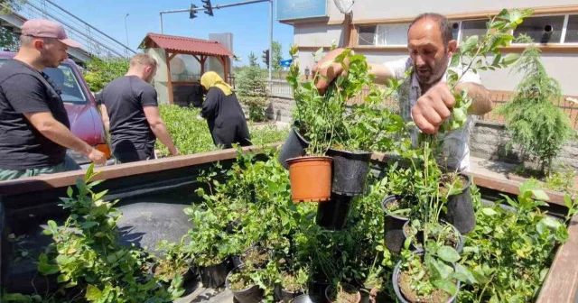 Rize de 9 bin 500 maviyemiş fidanı üreticilere dağıtıldı Rize Haberleri