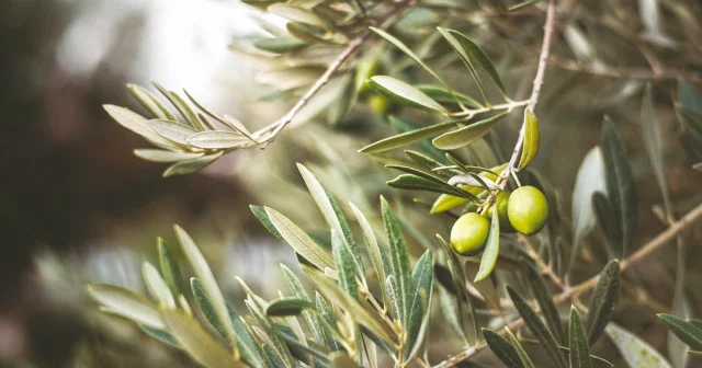 İki katı zeytin fidanı dikmek zorunlu olacak Yerel Gündem Haberleri