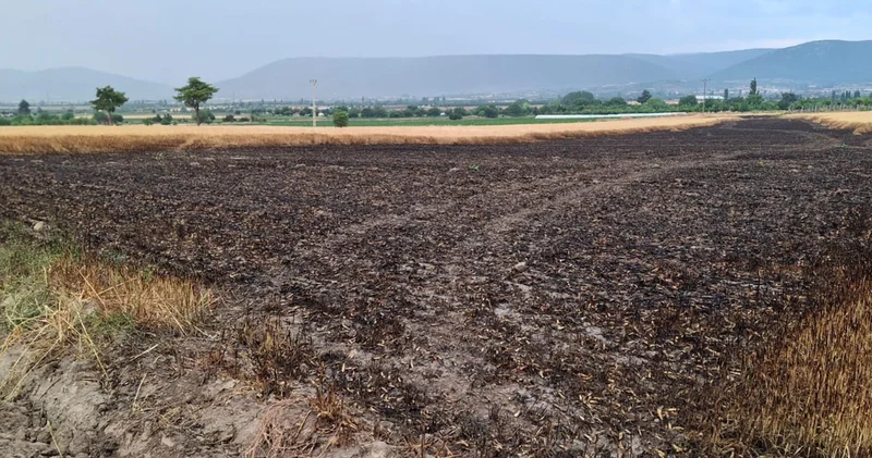 Denizli de ekili araziye yıldırım düştü, 8 ton buğday kül oldu
