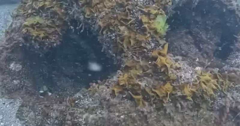 Karadeniz de mayın alarmı! İstanbul dan ekipler gönderildi