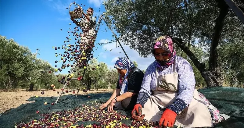 Enerji teklifinde revizyon… ‘İki katı zeytin ağacı’