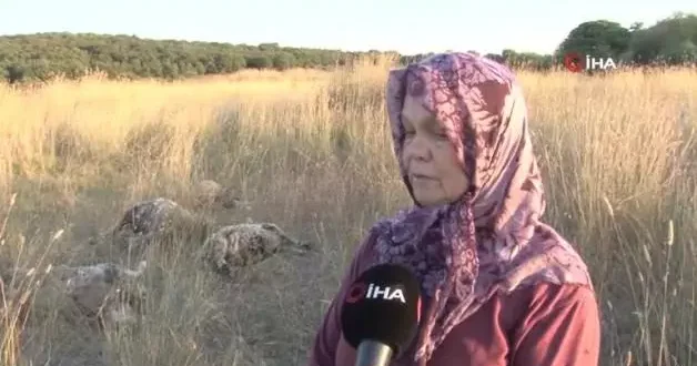 Vatandaşın başıboş köpek çilesi bitmiyor! Pendik teki saldırılarda 5 koyun telef oldu