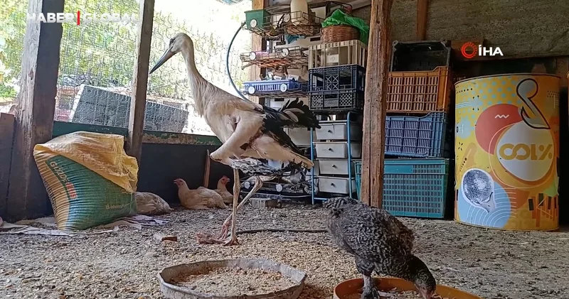Yuvadan düşüp kanadı kırılan leyleğe sahip çıktı