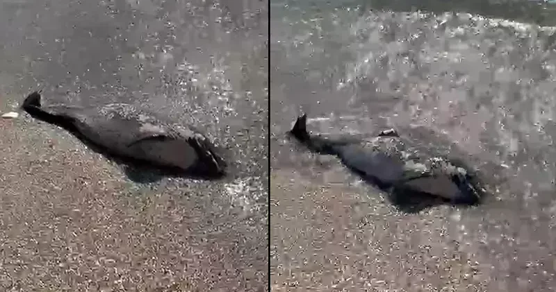 Tekirdağ da kıyıya ölü yunus vurdu