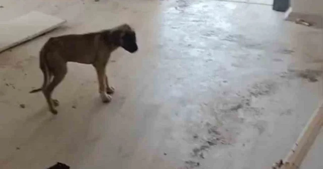Hatay da canını hiçe sayıp ağır hasarlı binaya giren vatandaşın yıkım öncesi yavru köpeği kurtardığı anlar kamerada VİDEO İZLE