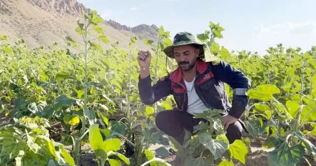 Erzincan haberleri Bahçeleri talan eden bu hayvan çiftçilere bela oldu! 19 Temmuz 2025