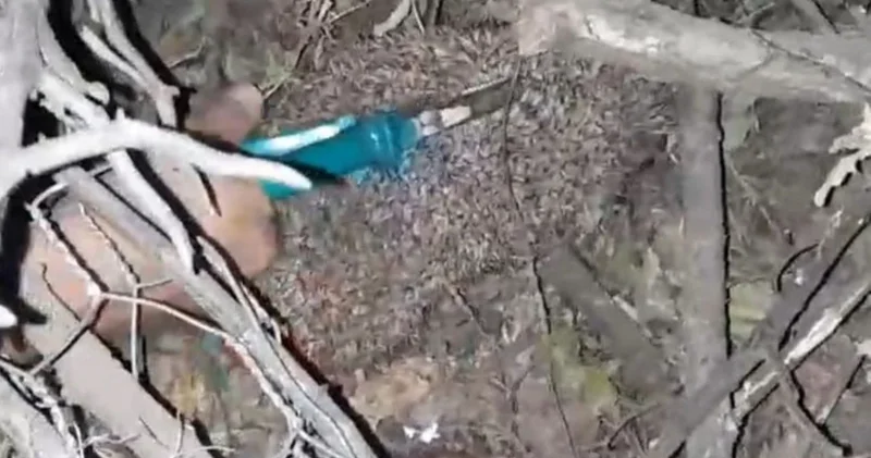 Dikenli tellere takılan kirpiyi çocuklar kurtardı