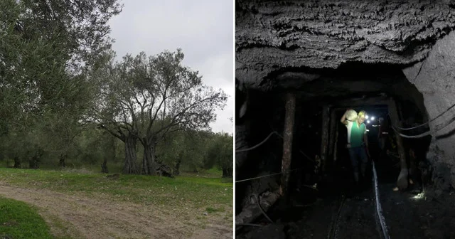 Enerjide süper izin yasalaştı: Sökülen zeytinin yerine iki katı dikilecek Türkiye Ekonomisi Haberleri