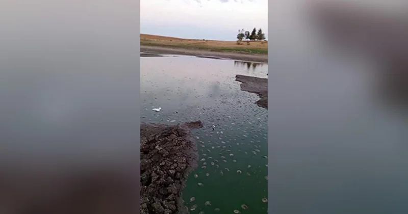 Tekirdağ’da gölette oksijen azaldı, balıklar telef oldu