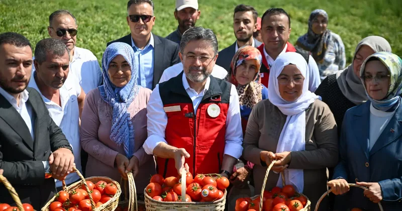 Bakan Yumaklı domates hasadına katıldı: 535 bin ton ihracat söz konusu!
