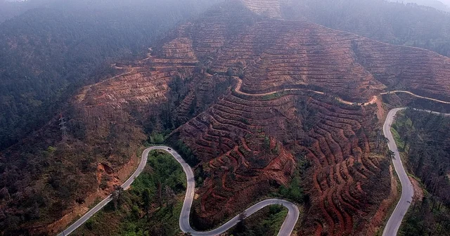 Yanan ormanların yeşertilmesinde ekolojik denge uyarısı Trabzon Haberleri