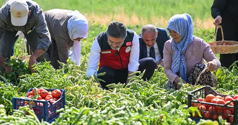 Bakan Yumaklı hasada katıldı, üreticilerle domates topladı